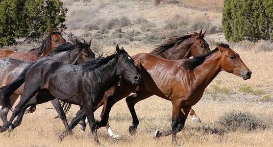 Racing Horses God’s Way