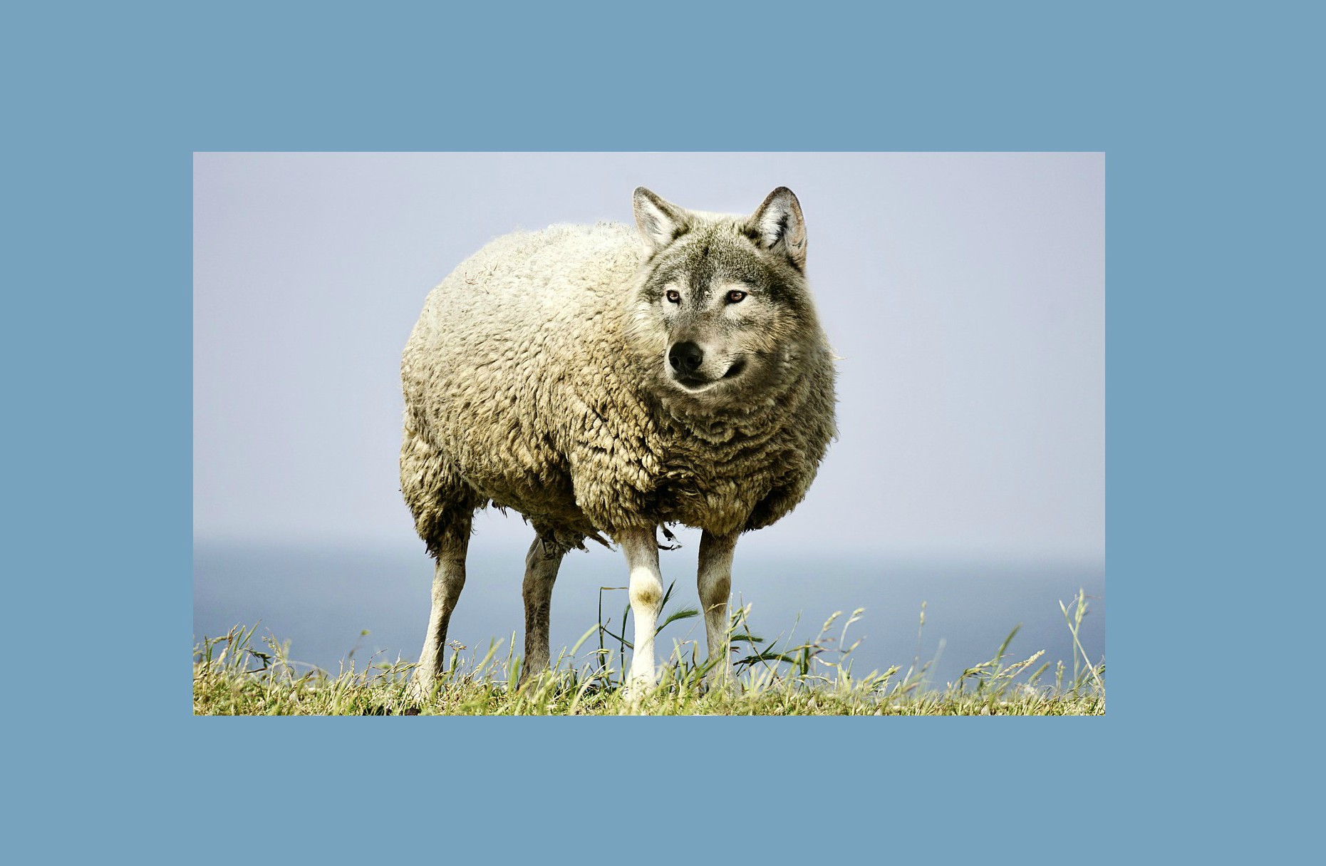 Detecting a Wolf in Sheep's Clothing (Part 1) » The Faithful Wanderer