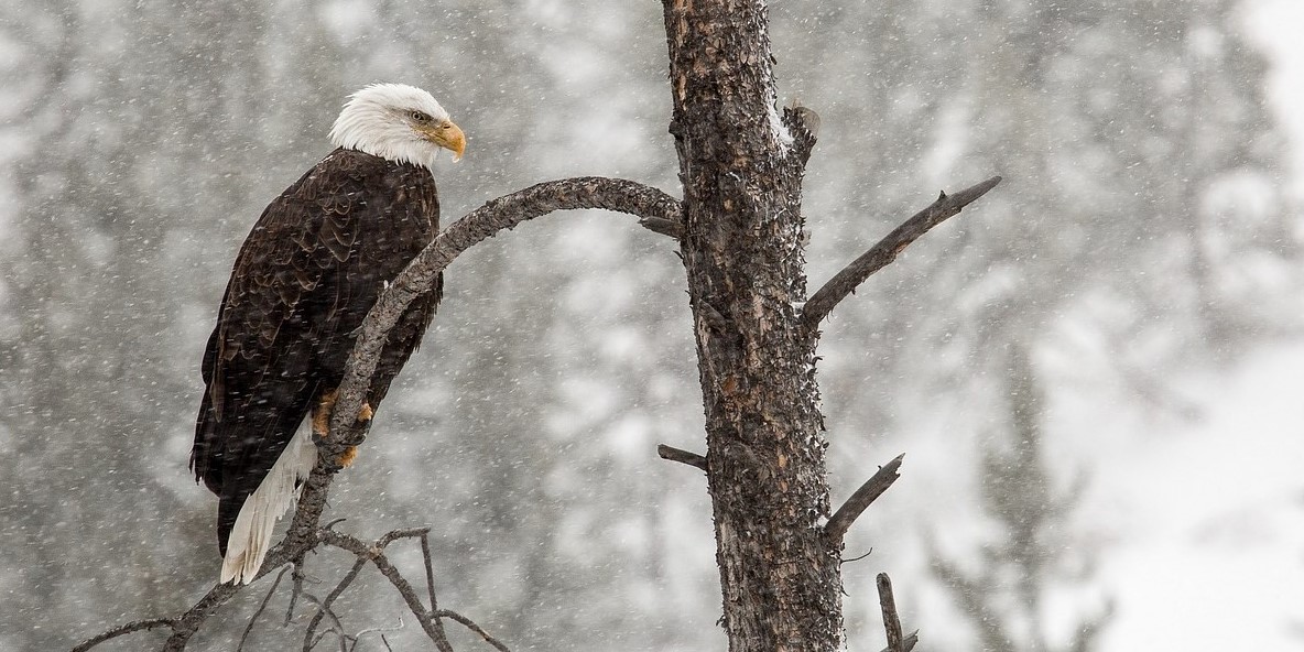 With Wings Like Eagles