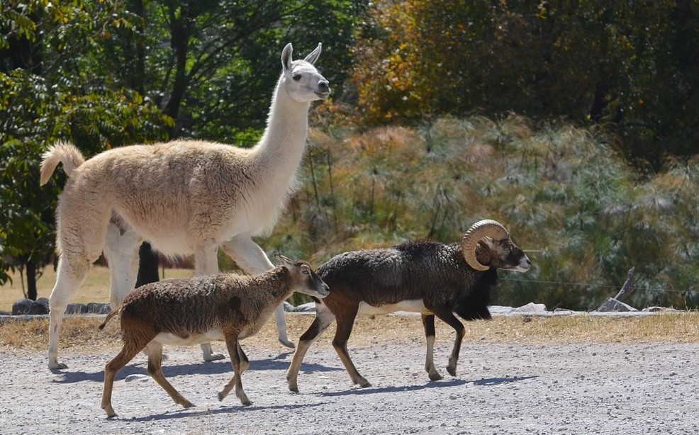 The Good Shepherd: Livestock Guardians