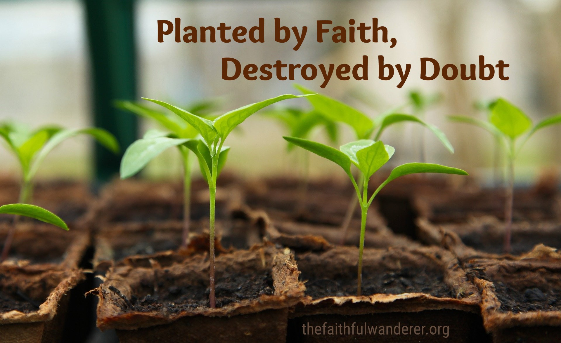 Planted in Faith, Destroyed by Doubt