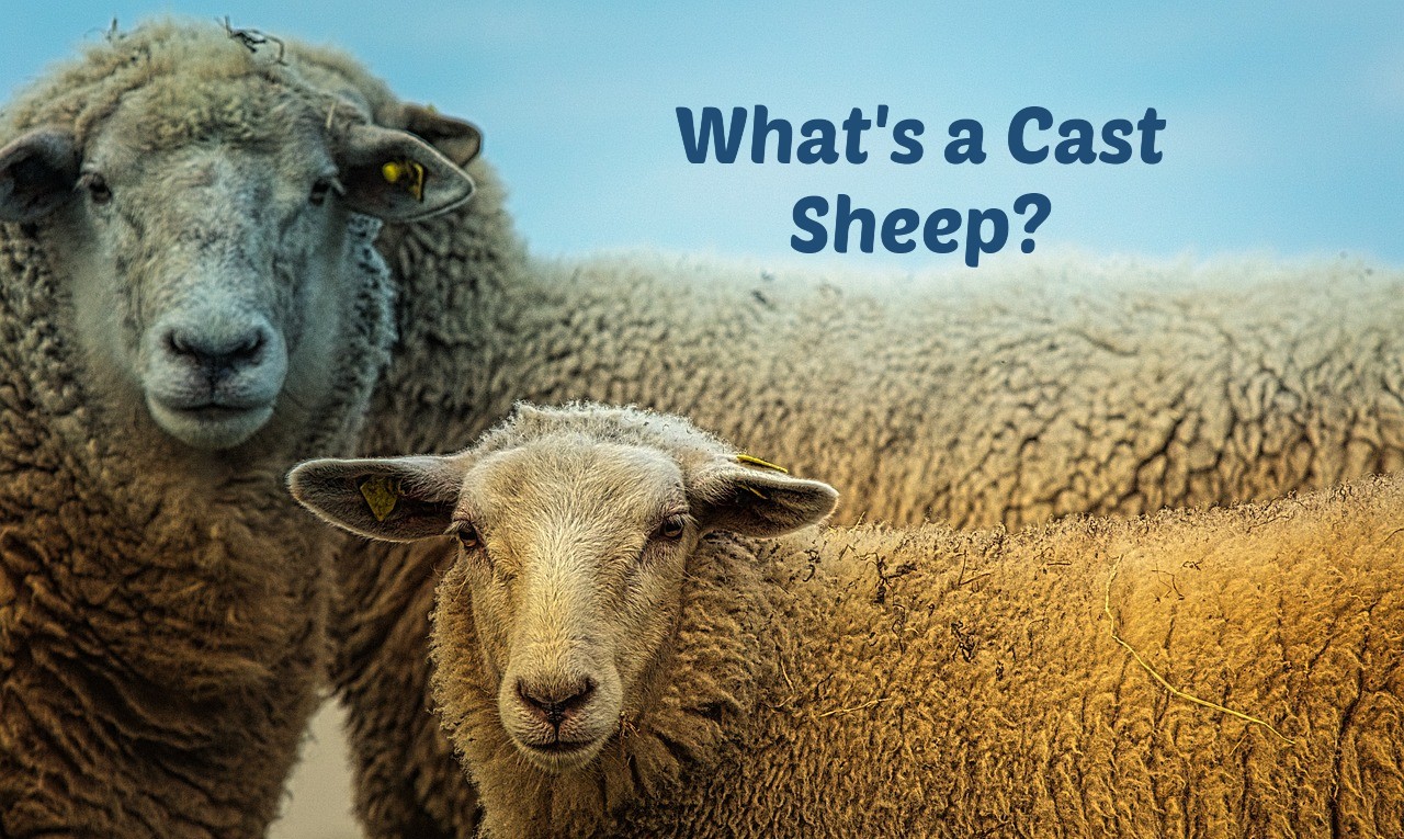 What’s a Cast Sheep?