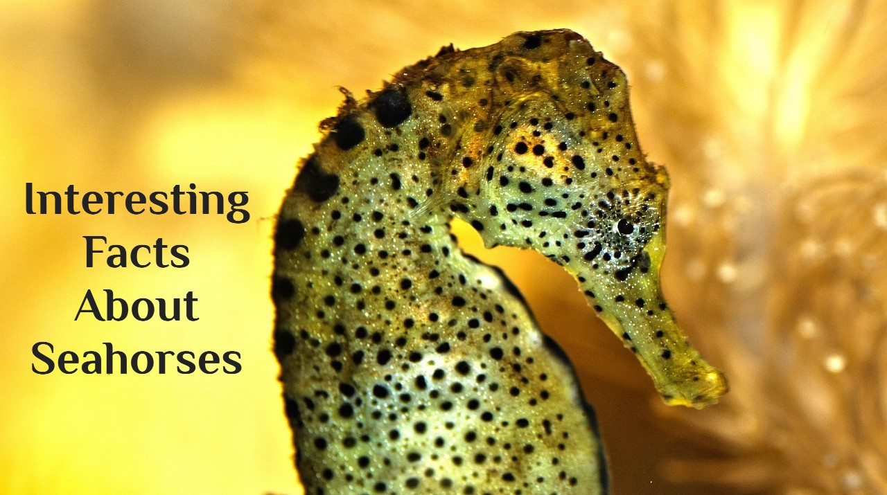 Interesting Facts about Seahorses